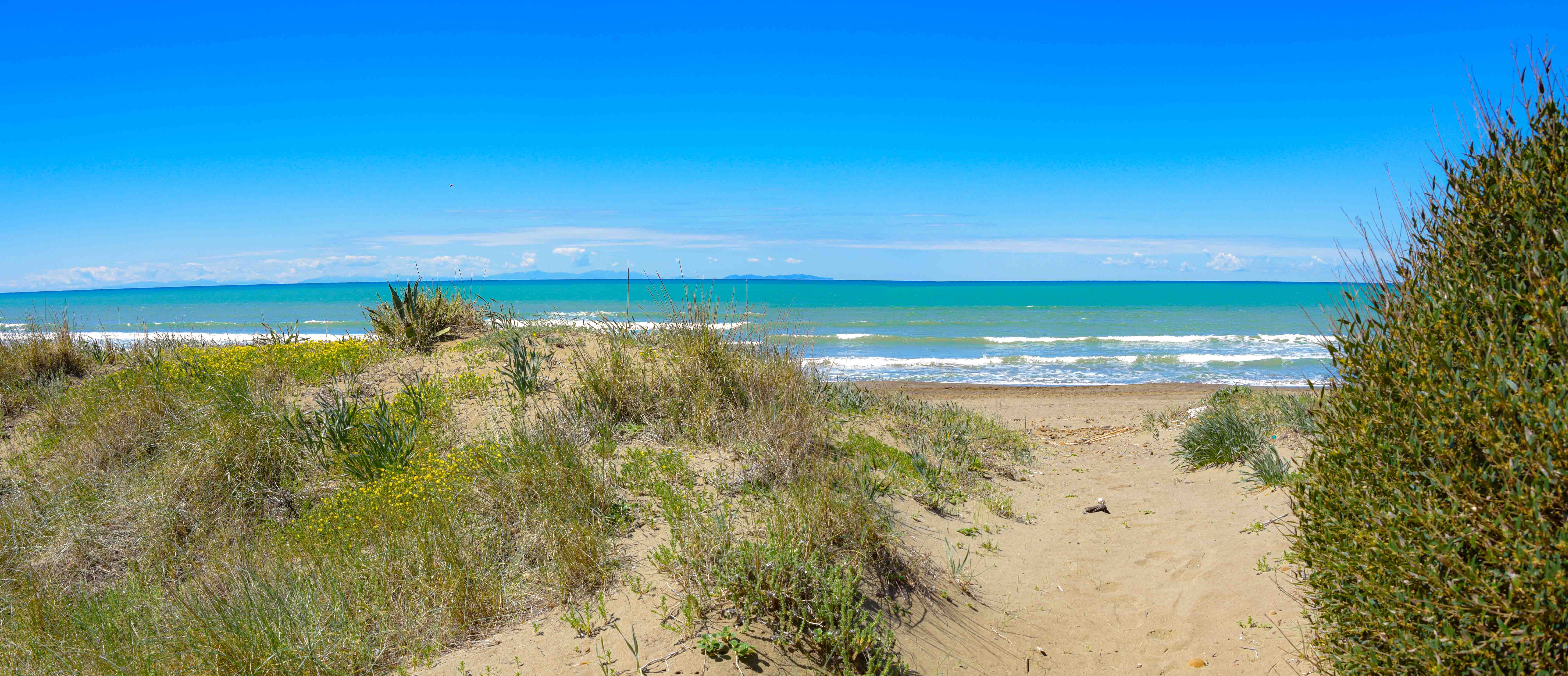 La plage et la mer au-delà de la végétation côtière.